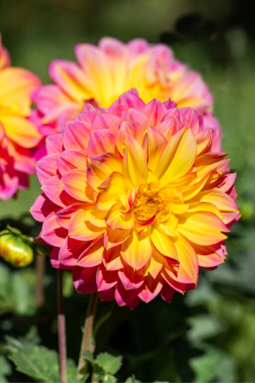 Growing Dahlias How To Add Stunning Summer Blooms To Your Beds!