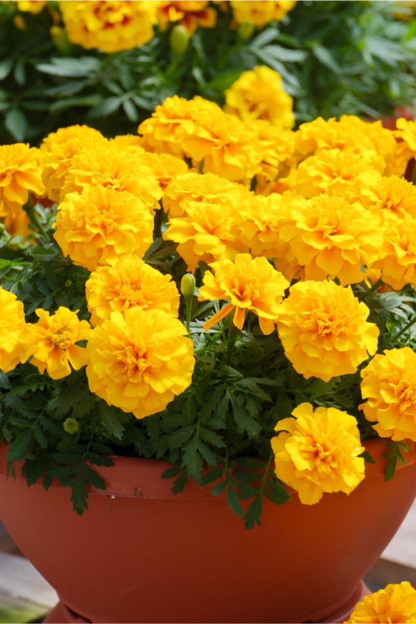fertilizing potted marigolds