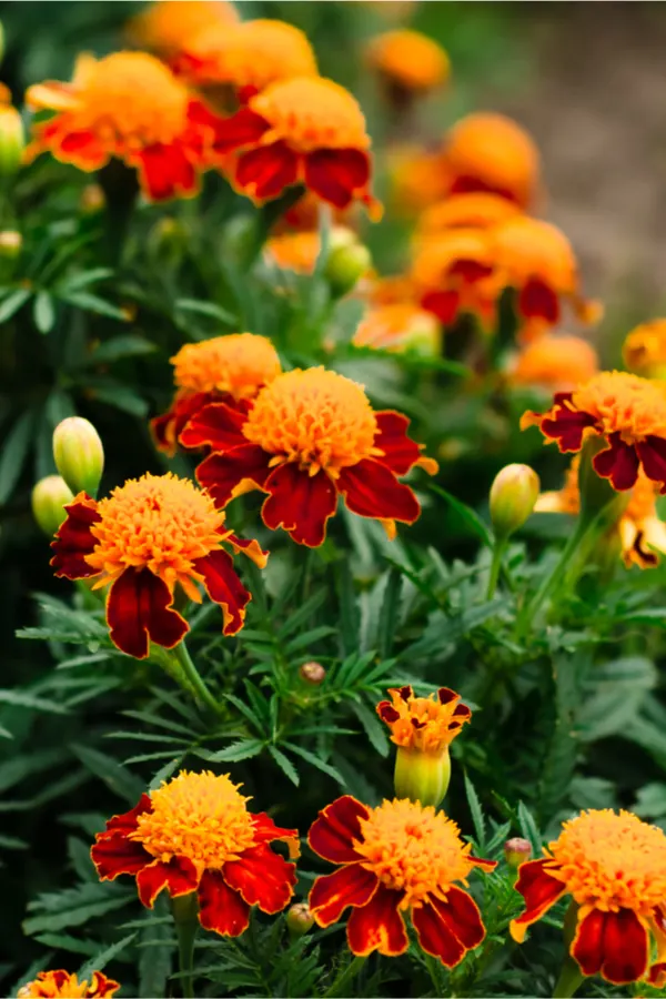 attracting insects with marigolds
