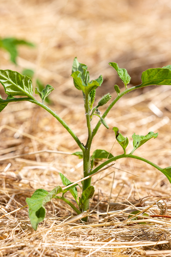 mulching vegetable plants - how to get tomato plants growing better