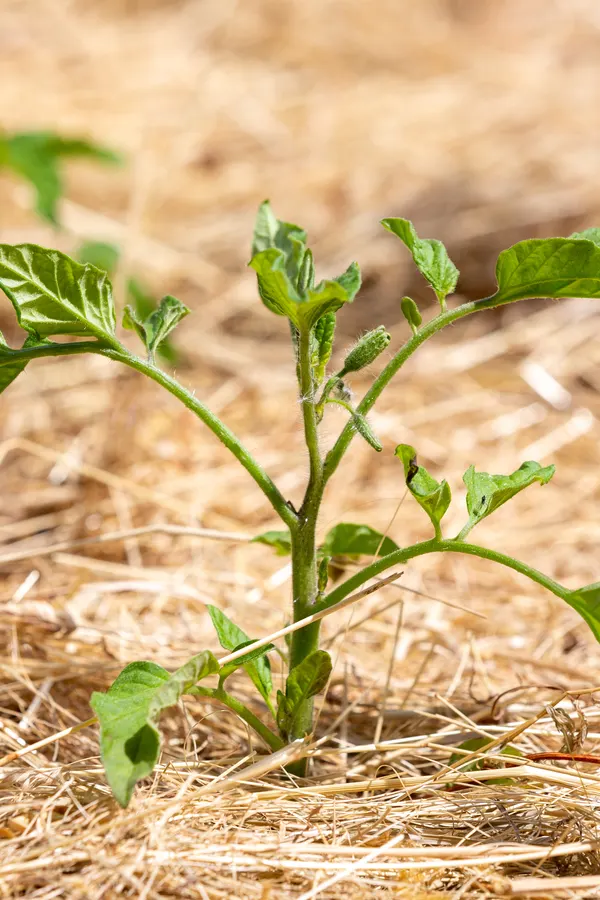 mulching vegetable plants