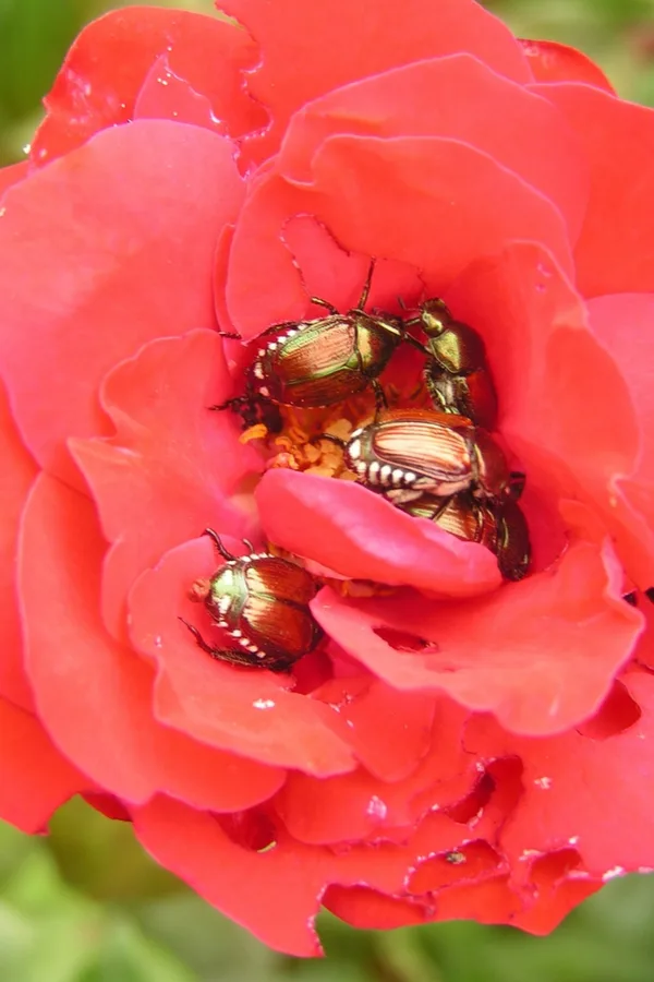 picking off japanese beetles by hand