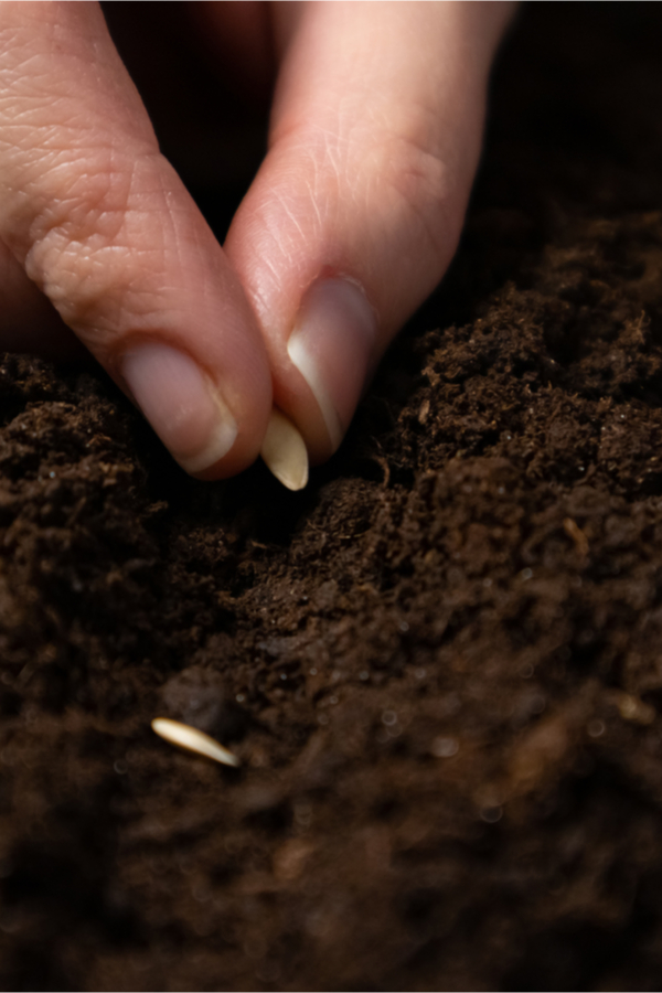 planting seeds with compost