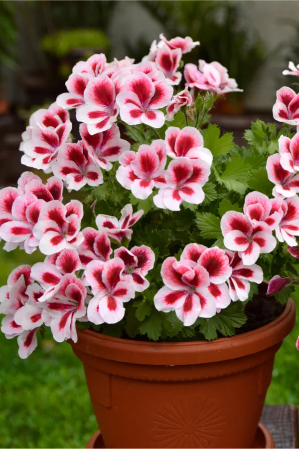 The Complete Guide to Growing Perennials in Containers