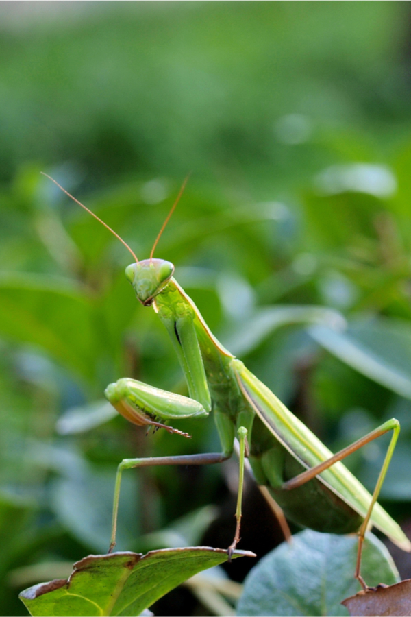 praying mantis - good insects