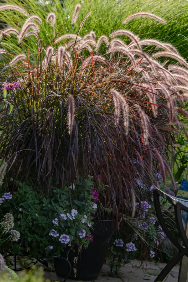 http://thisismygarden.com/wp-content/uploads/2022/06/purple-fountain-grass-in-container.jpg.webp