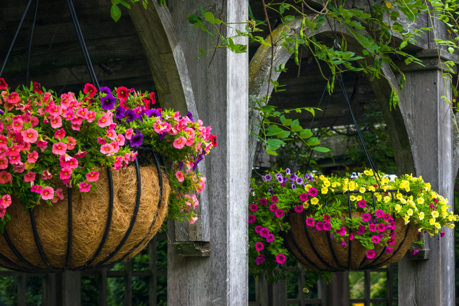 repotting flowering baskets