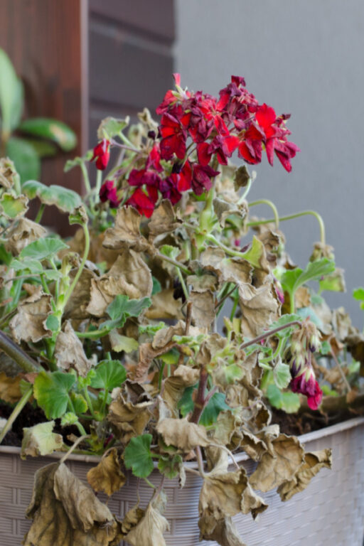 How To Keep Flower Pots Blooming Strong In The Summer Heat!