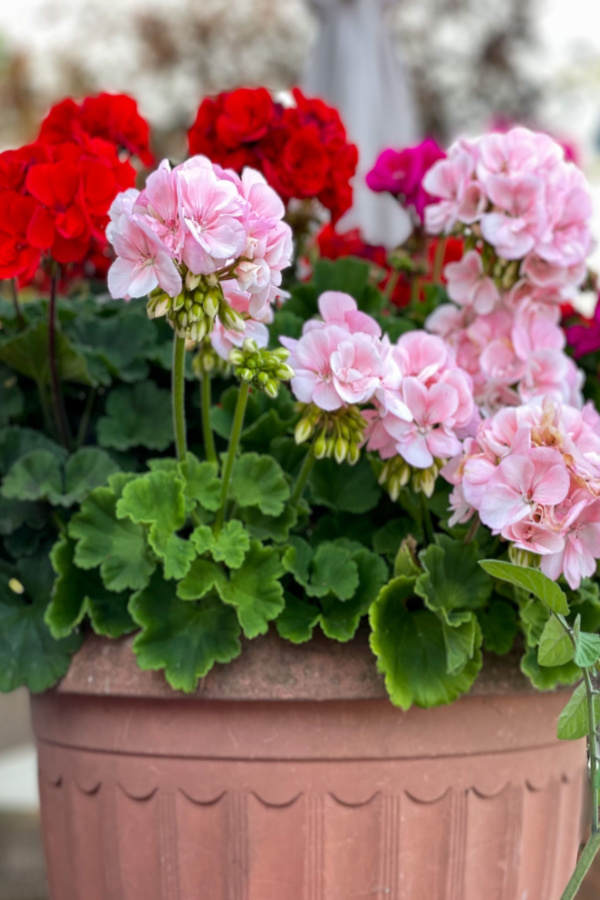 blooming geraniums - how to keep flower pots blooming strong in the summer