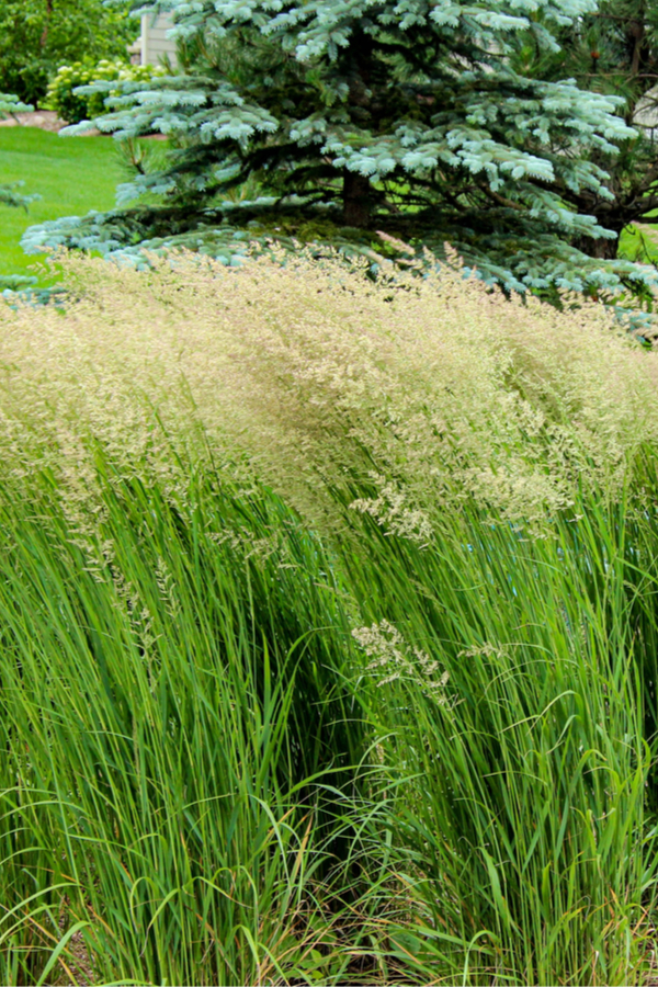 best ornamental grasses - karl foerster