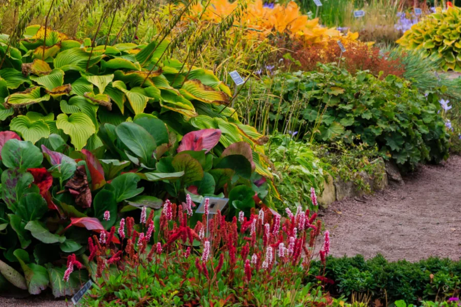 how to divide perennials in the fall