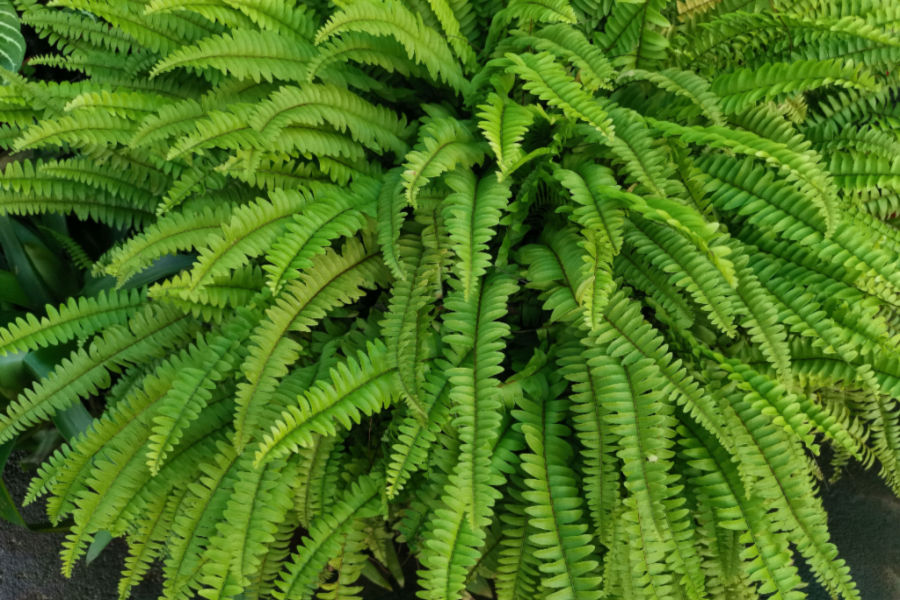 how to divide overgrown ferns