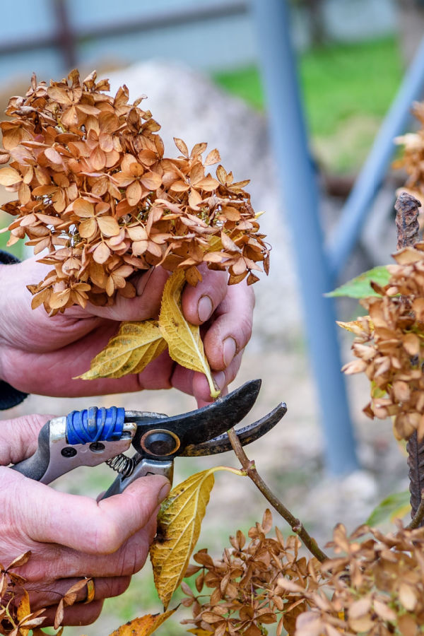 pruning in late summer & fall for hydrangeas