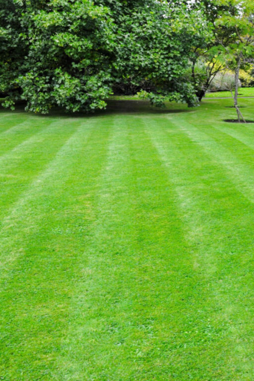 The Best Way To Plant Grass Seed The Secrets To Great Grass!