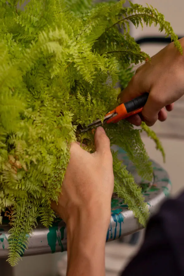 trimming back ferns