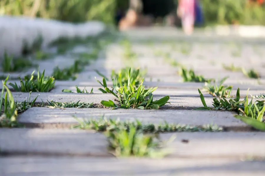how to kill weeds in driveways and sidewalks
