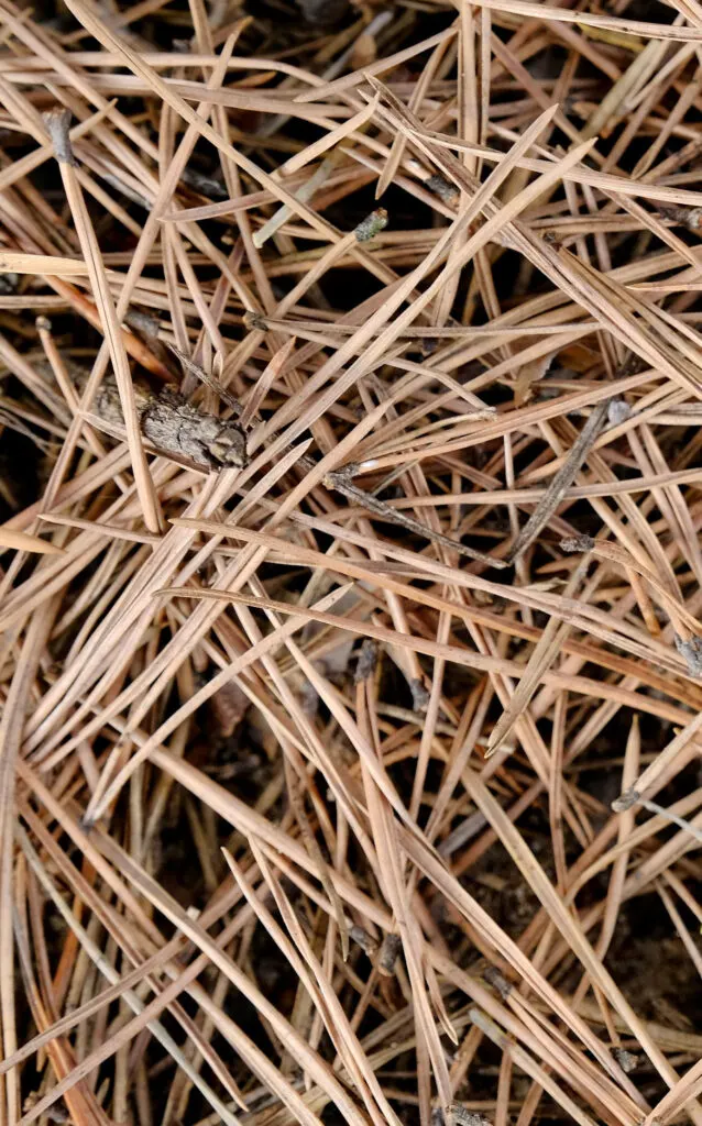 pine mulch for plants