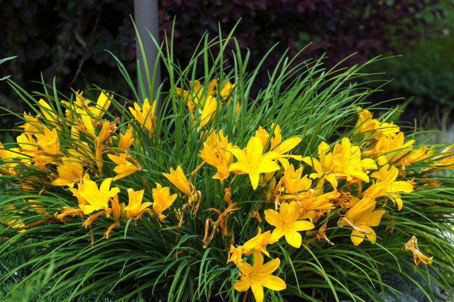 what-to-do-with-daylilies-in-the-fall-derivbinary