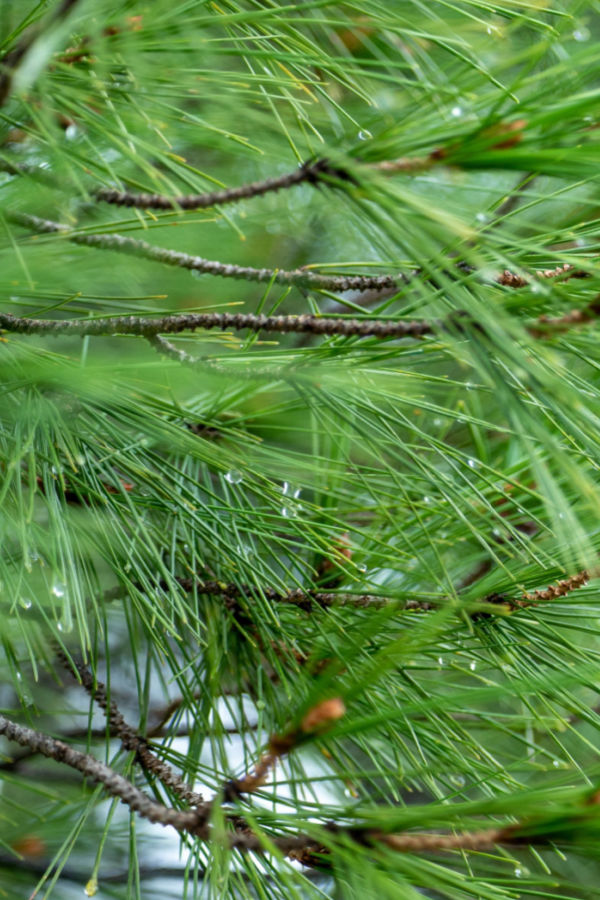 green pine needles - acidity