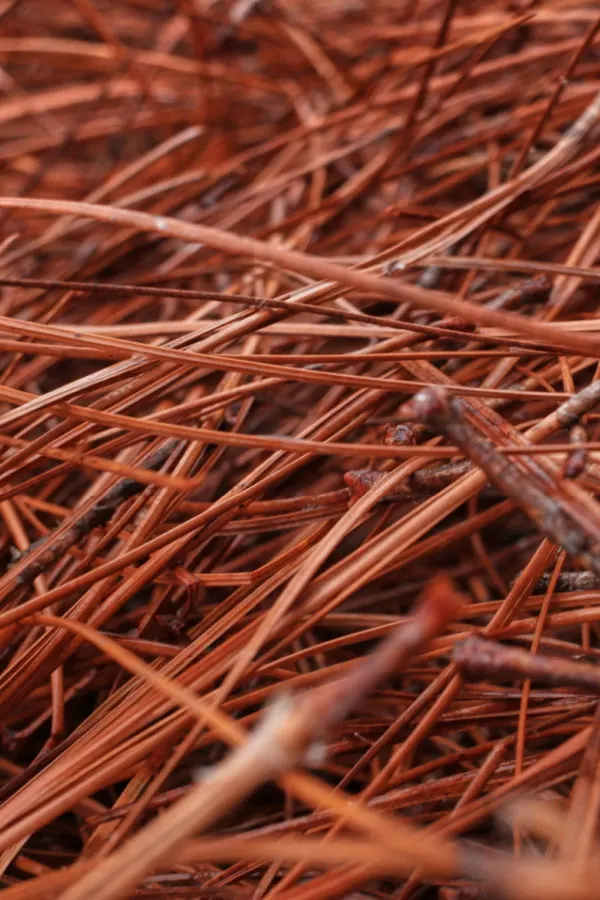 pine needle mulch - fall strawberry care