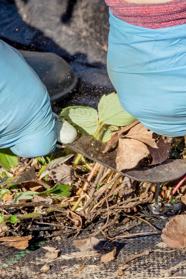 what to do with strawberry plants before winter