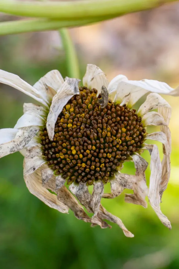 seed head of a shasta daisy