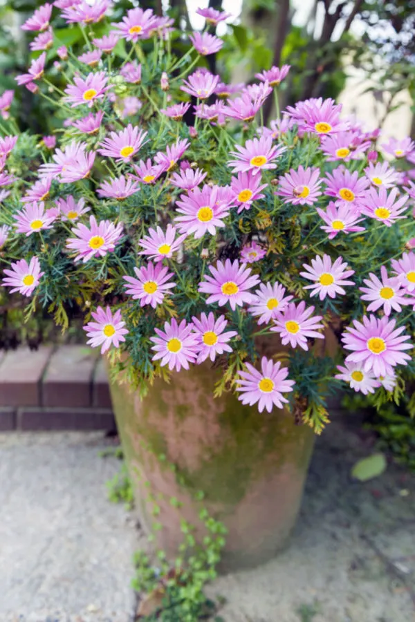how to save potted mums