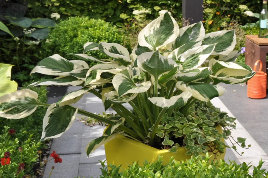 How to Protect Potted Plants in Winter