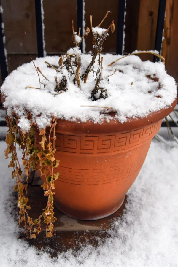 saving potted perennial plants over winter