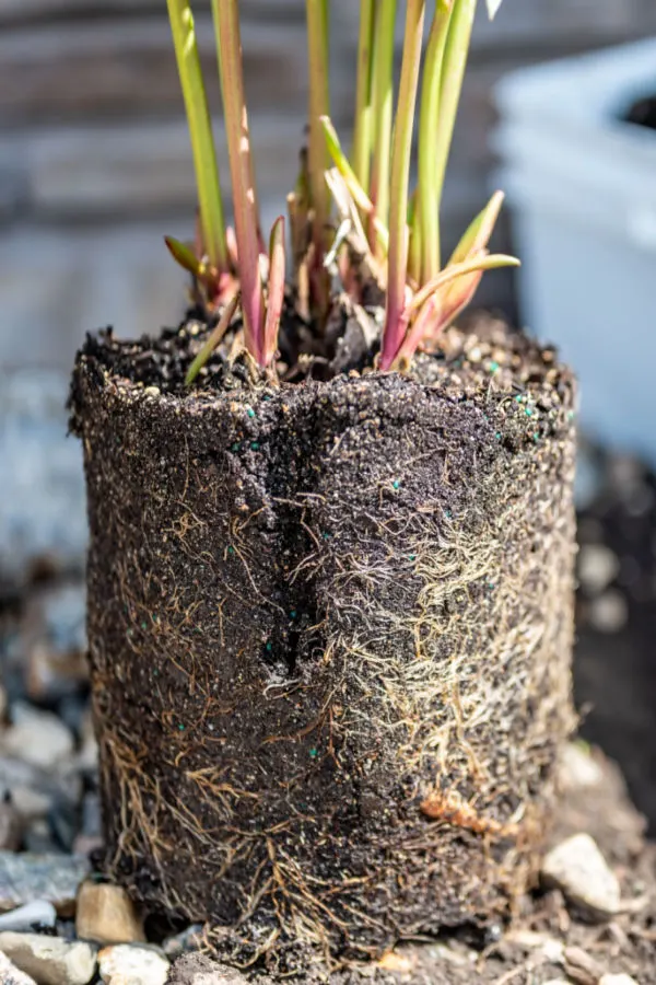 saving perennials over the winter 