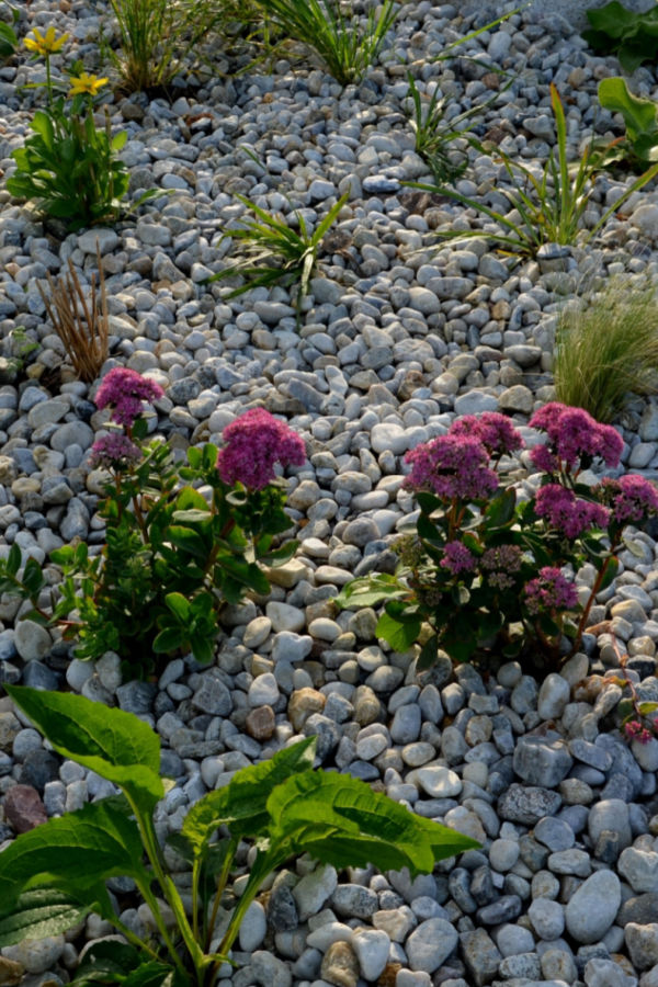 When not to use stone as a mulch