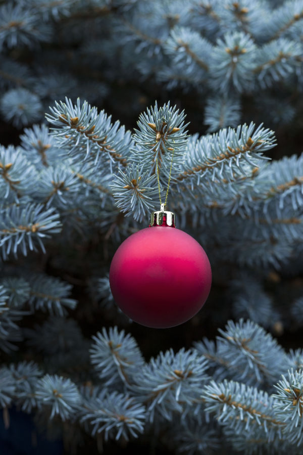 Selecting the best Christmas tree Variety
