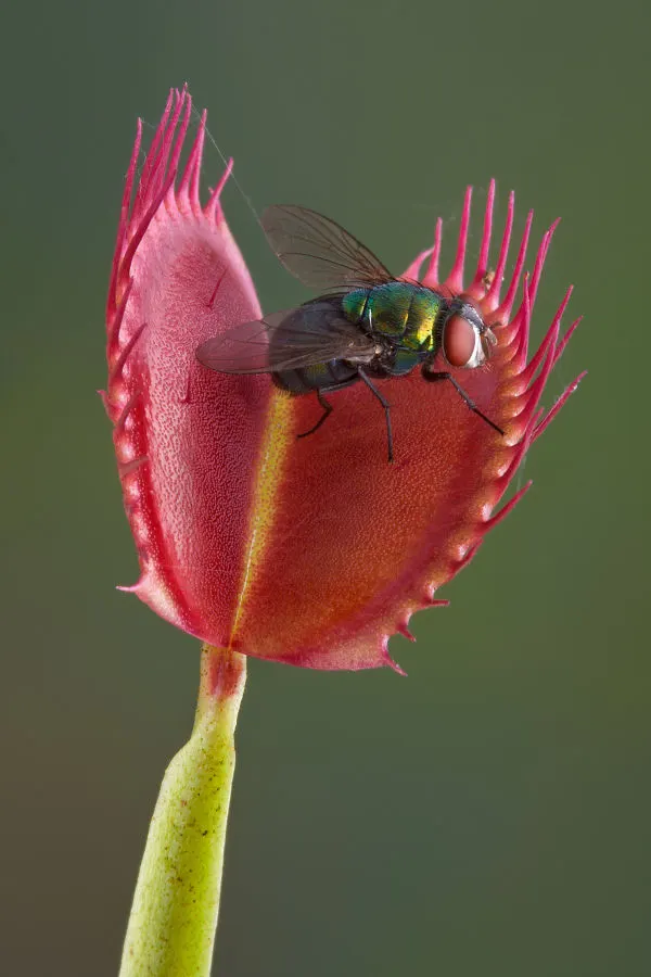 How To Grow A Venus Fly Trap Plant Indoors - The Carnivore Plant!