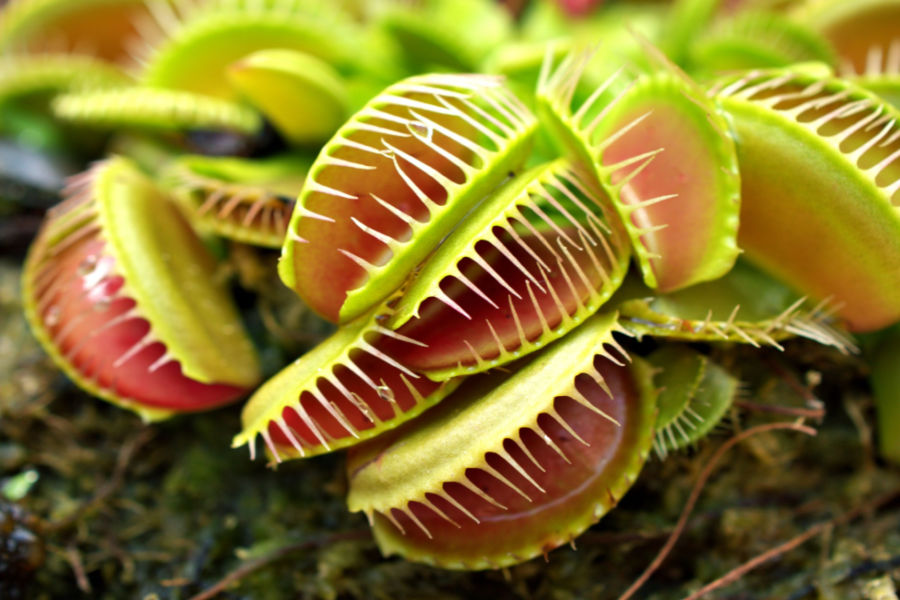 How To Grow A Venus Fly Trap Plant Indoors The Carnivore Plant 