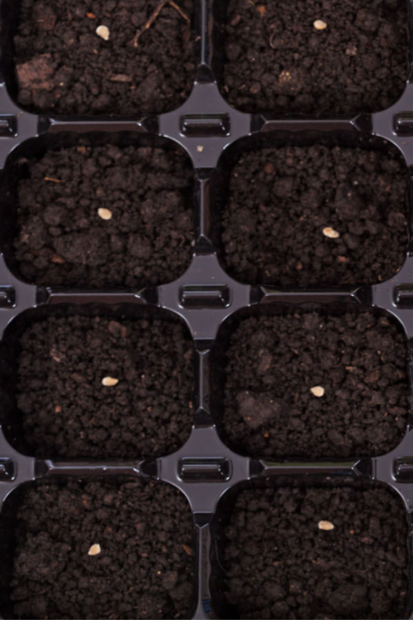 large seed trays
