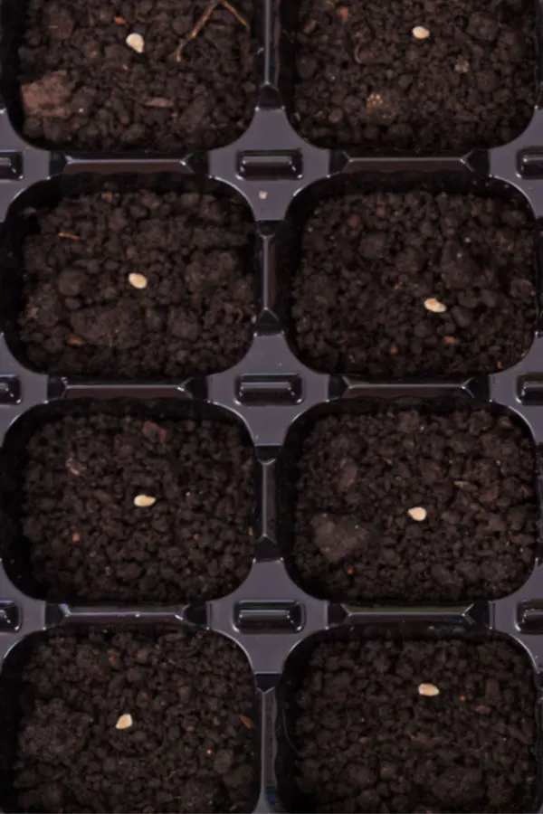 large seed trays