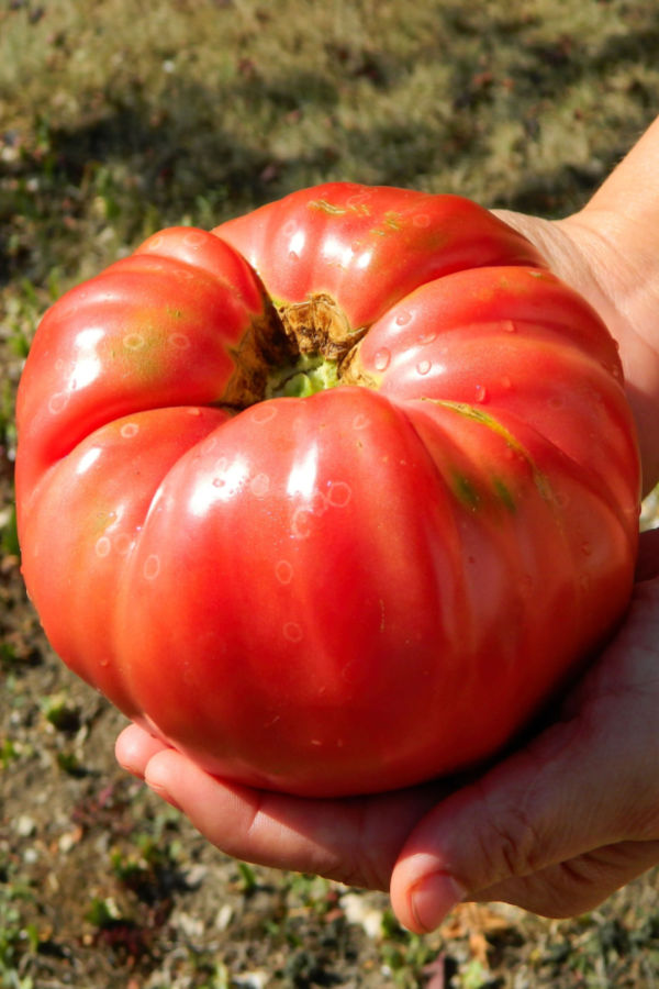 growing large tomatoes