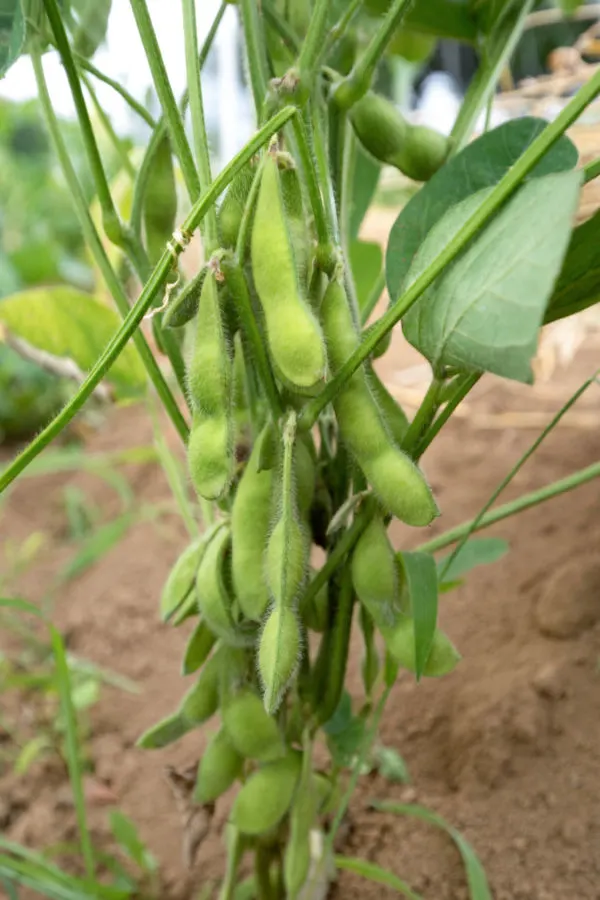 harvesting beans