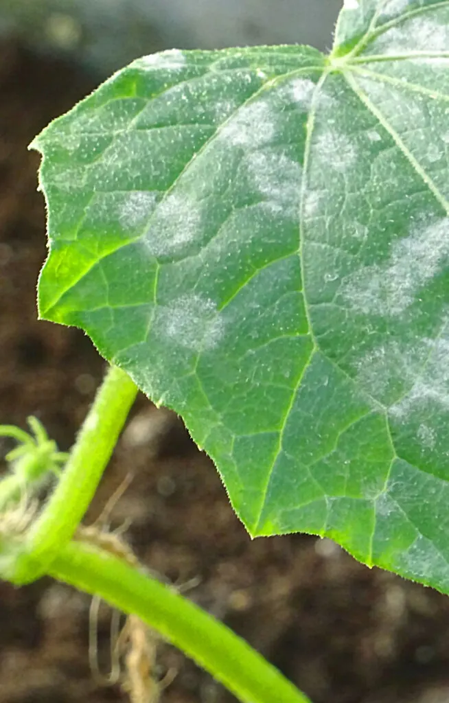 powdery mildew on cucumbers