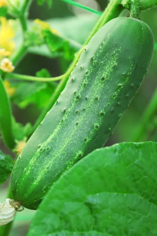 pickling cucumber - secrets to growing cucumbers