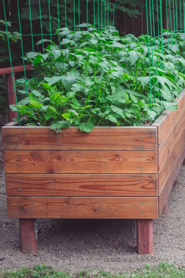 raised bed garden plan - grow your groceries