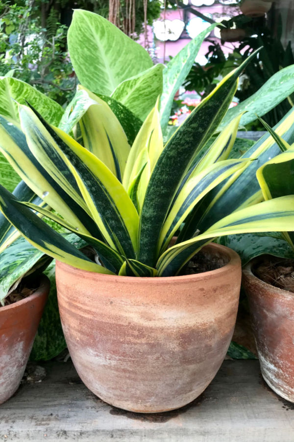 growing snake plant indoors and outdoors
