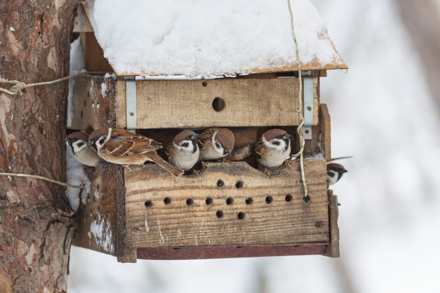 How To Help Birds Survive Winter 3 Ways To Keep Birds Alive!