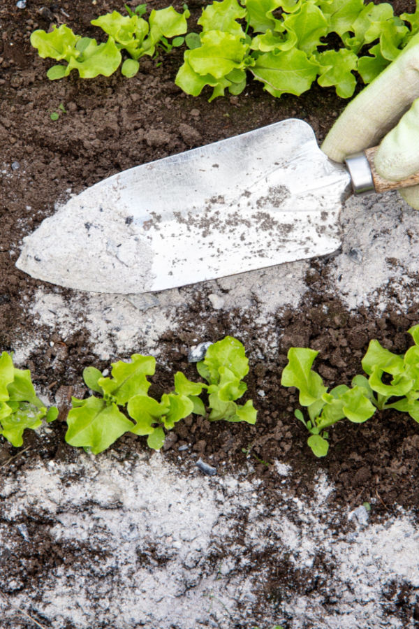 using wood ashes in the garden - lettuce