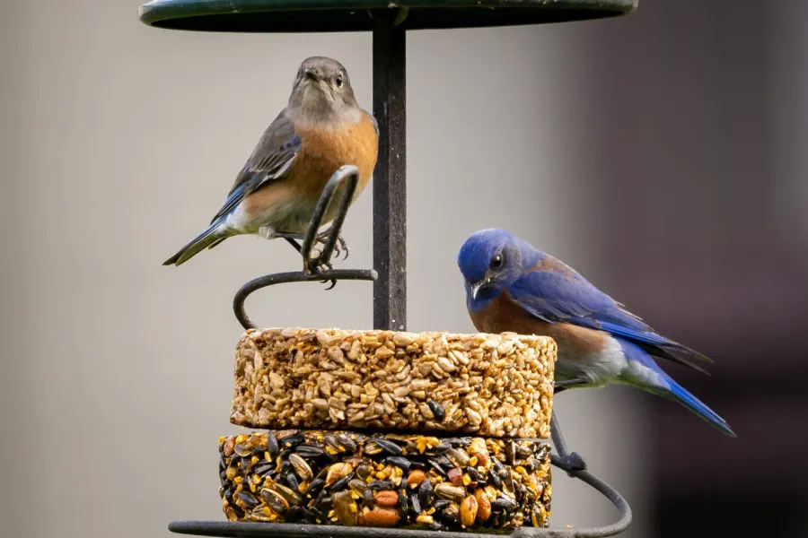 bird feeders - suet cakes