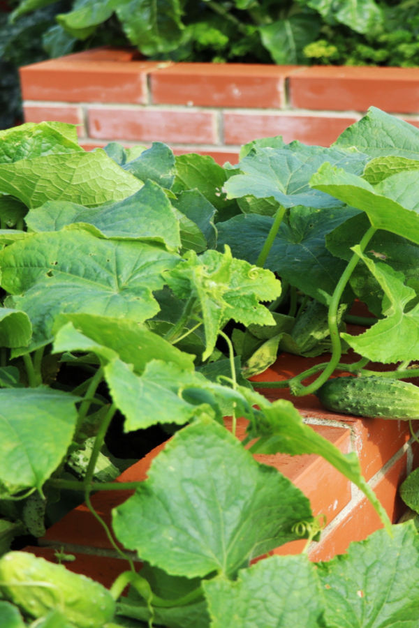 grow cucumbers in pots and containers