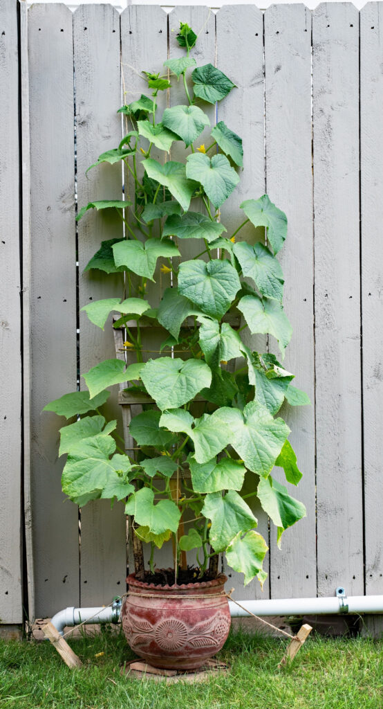 how to grow cucumbers in pots