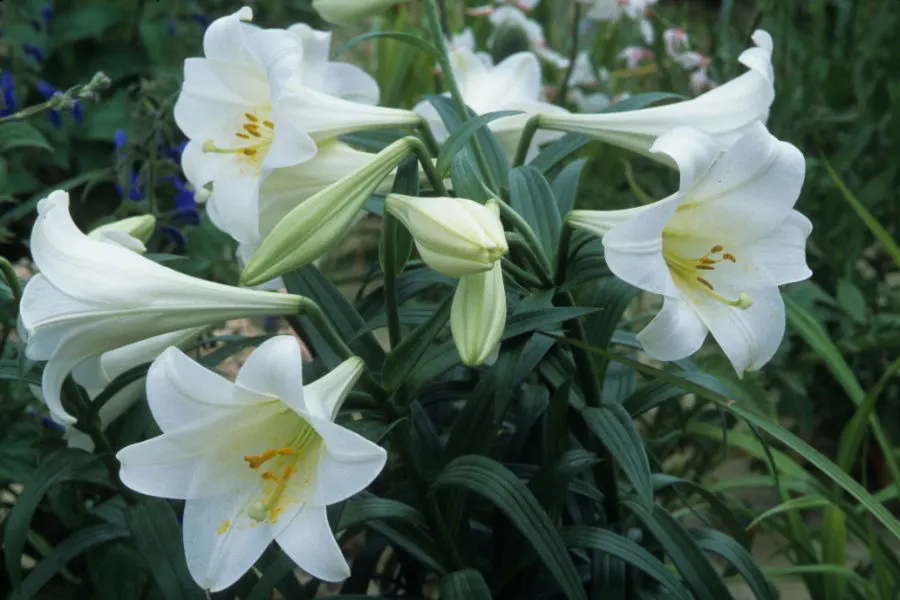 easter lilies images