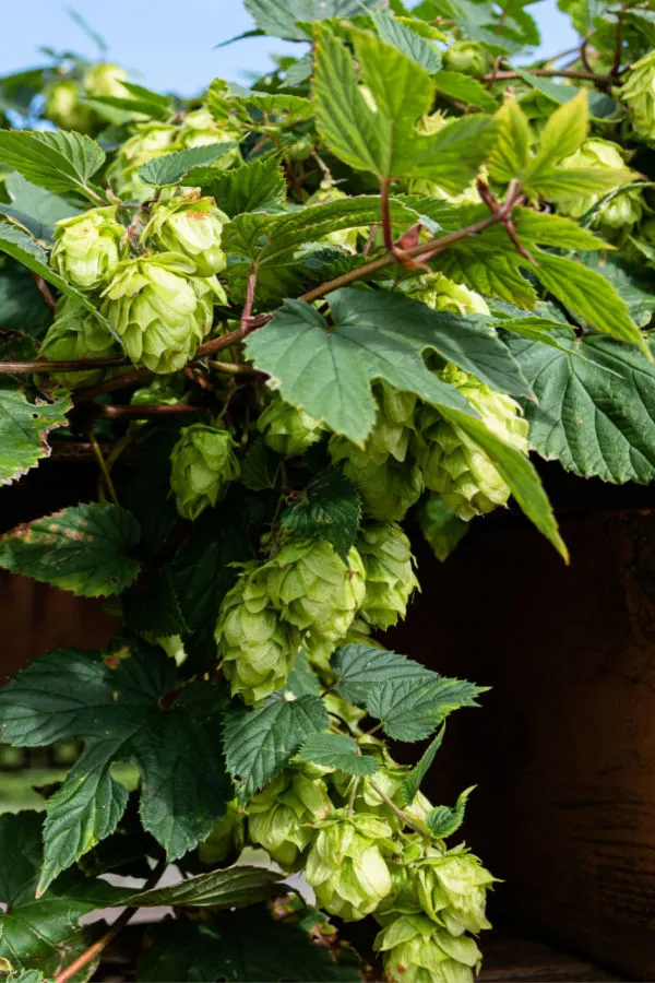 hop vine leaves