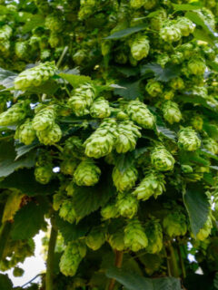 how to plant hops